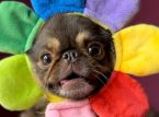 &Eta; &alpha;ί&sigma;&theta;&eta;&sigma;&eta; &tau;&omicron;&upsilon; TikTok King Chilli the Pug &kappa;&alpha;&tau;&alpha;&rho;&rho;ί&pi;&tau;&epsilon;&iota; &tau;&omicron;&nu; &sigma;&tau;ό&chi;&omicron; &tau;&omicron;&upsilon; GoFundMe &gamma;&iota;&alpha; &chi;&epsilon;&iota;&rho;&omicron;&upsilon;&rho;&gamma;&iota;&kappa;ή &epsilon;&pi;έ&mu;&beta;&alpha;&sigma;&eta; &pi;&omicron;&upsilon; &sigma;ώ&zeta;&epsilon;&iota; &zeta;&omega;έ&sigmaf;