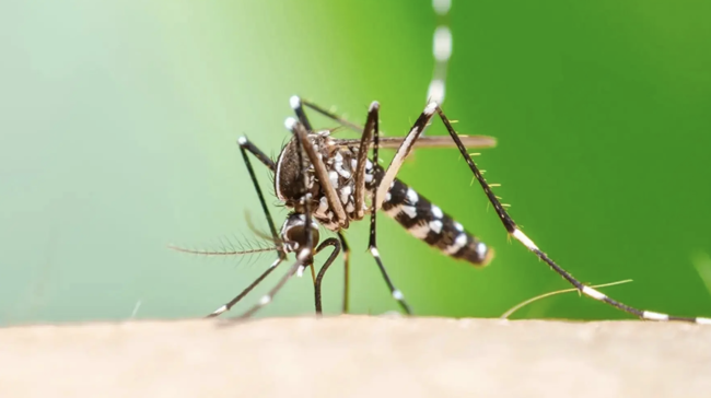 Η ασθένεια γνωστή ως κίνδυνος Chikungunya επεκτείνεται σε όλη την Ευρώπη καθώς το κλίμα θερμαίνεται, προειδοποιεί μελέτη