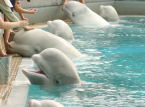 &Omicron;&iota; &phi;ά&lambda;&alpha;&iota;&nu;&epsilon;&sigmaf; &mu;&pi;&epsilon;&lambda;&omicron;ύ&gamma;&kappa;&alpha; &sigma;&tau;&omicron; Marineland &sigma;ώ&theta;&eta;&kappa;&alpha;&nu; &tau;&eta;&nu; &tau;&epsilon;&lambda;&epsilon;&upsilon;&tau;&alpha;ί&alpha; &sigma;&tau;&iota;&gamma;&mu;ή