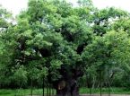 &Omicron; &theta;&rho;&upsilon;&lambda;&iota;&kappa;ό&sigmaf; Major Oak &tau;&omicron;&upsilon; &Rho;&omicron;&mu;&pi;έ&nu; &tau;&omega;&nu; &Delta;&alpha;&sigma;ώ&nu; &pi;&epsilon;&theta;&alpha;ί&nu;&epsilon;&iota; &mu;&epsilon;&tau;ά &alpha;&pi;ό &pi;&epsilon;&rho;&iota;&sigma;&sigma;ό&tau;&epsilon;&rho;&alpha; &alpha;&pi;ό 1.000 &chi;&rho;ό&nu;&iota;&alpha;
